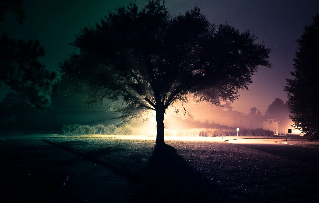 Фото обои дорога, свет, ночь, дерево, улица