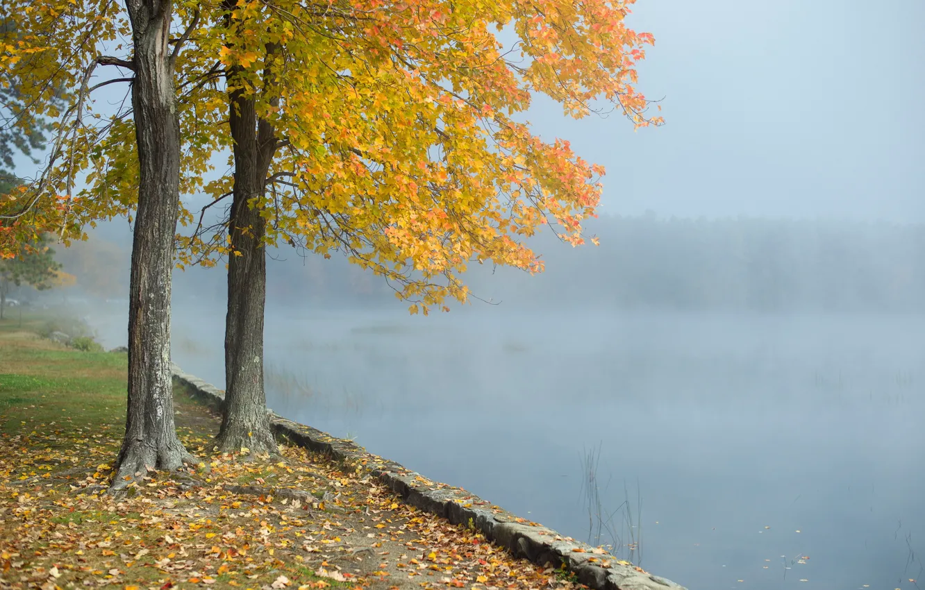 Фото обои пейзаж, туман, озеро, дерево, утро