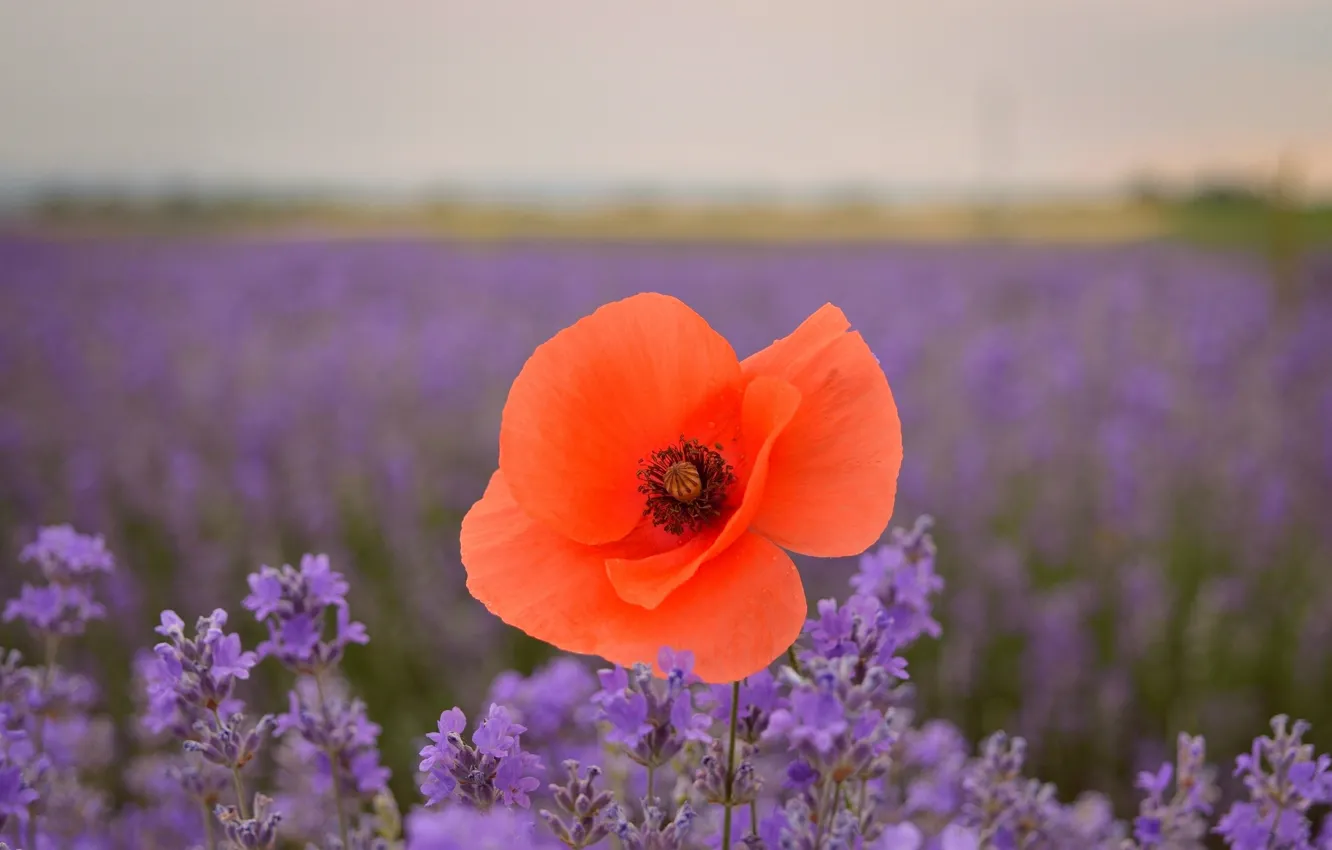 Фото обои Весна, Spring, Lavander, Лаванда, лавандовое поле, Red poppy, Красный мак