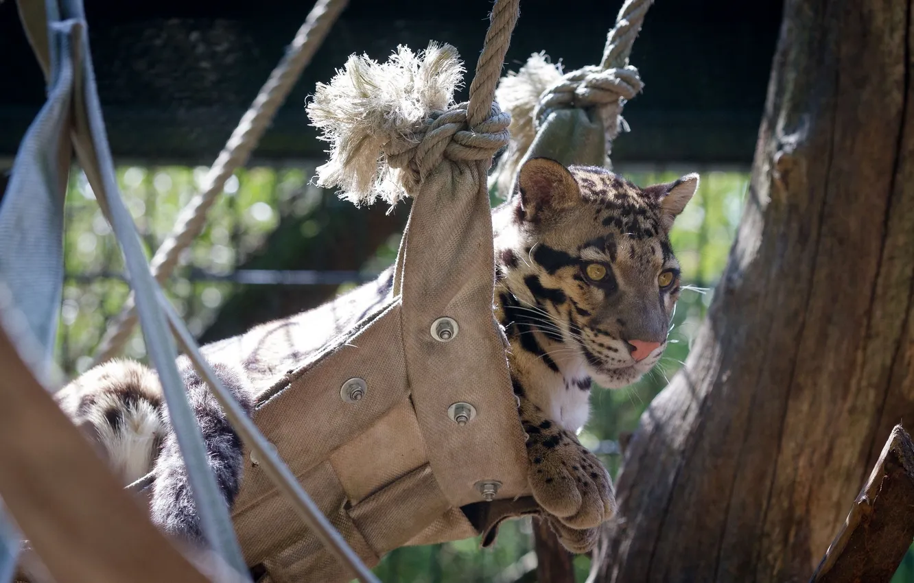 Фото обои морда, отдых, хищник, дикая кошка, зоопарк, дымчатый леопард