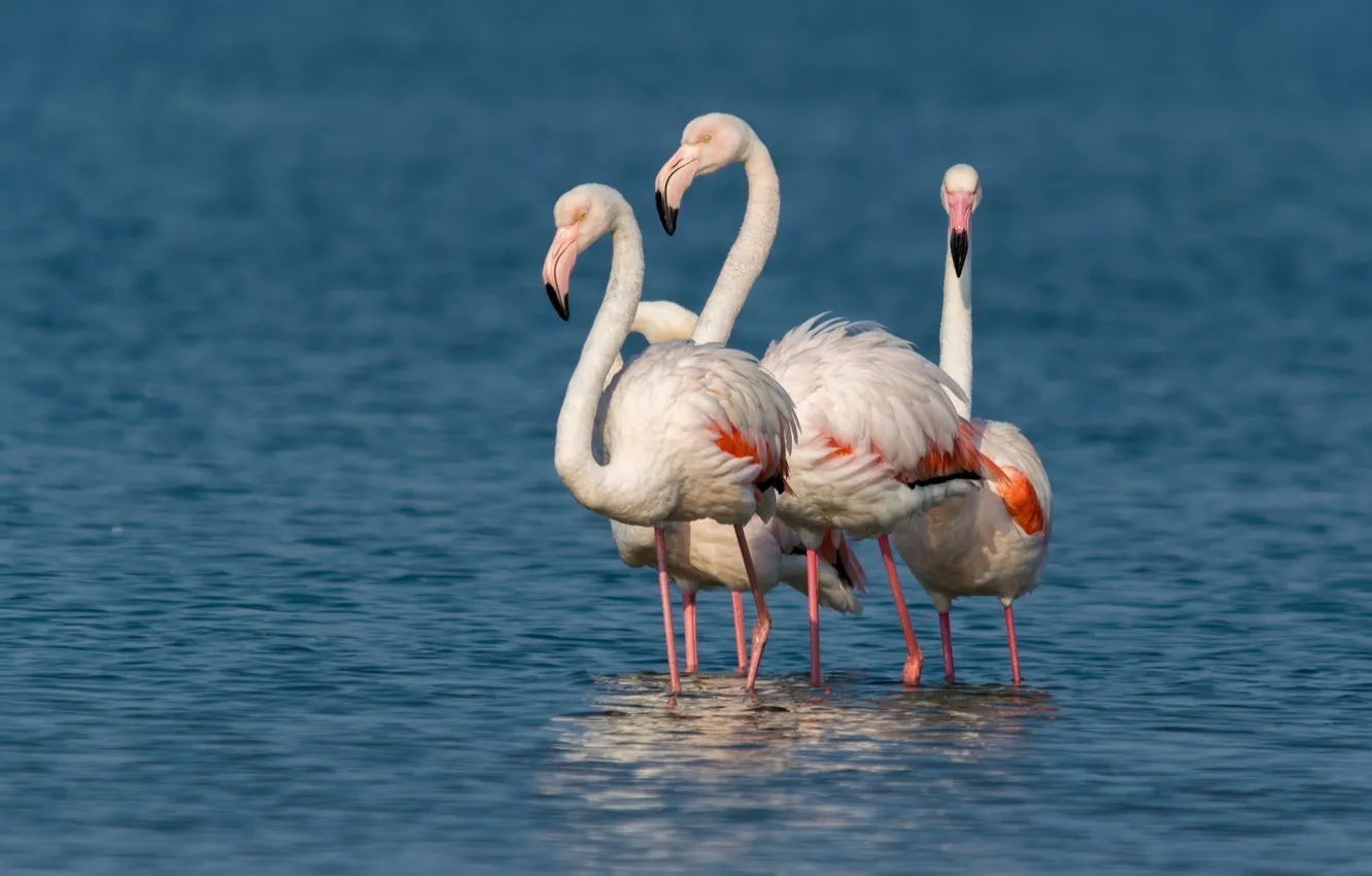Фото обои птицы, компания, фламинго