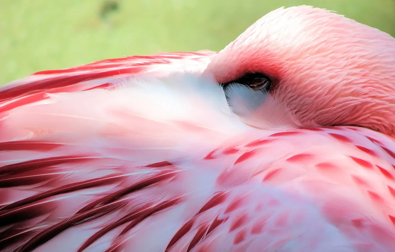 Фото обои розовый, птица, фламинго