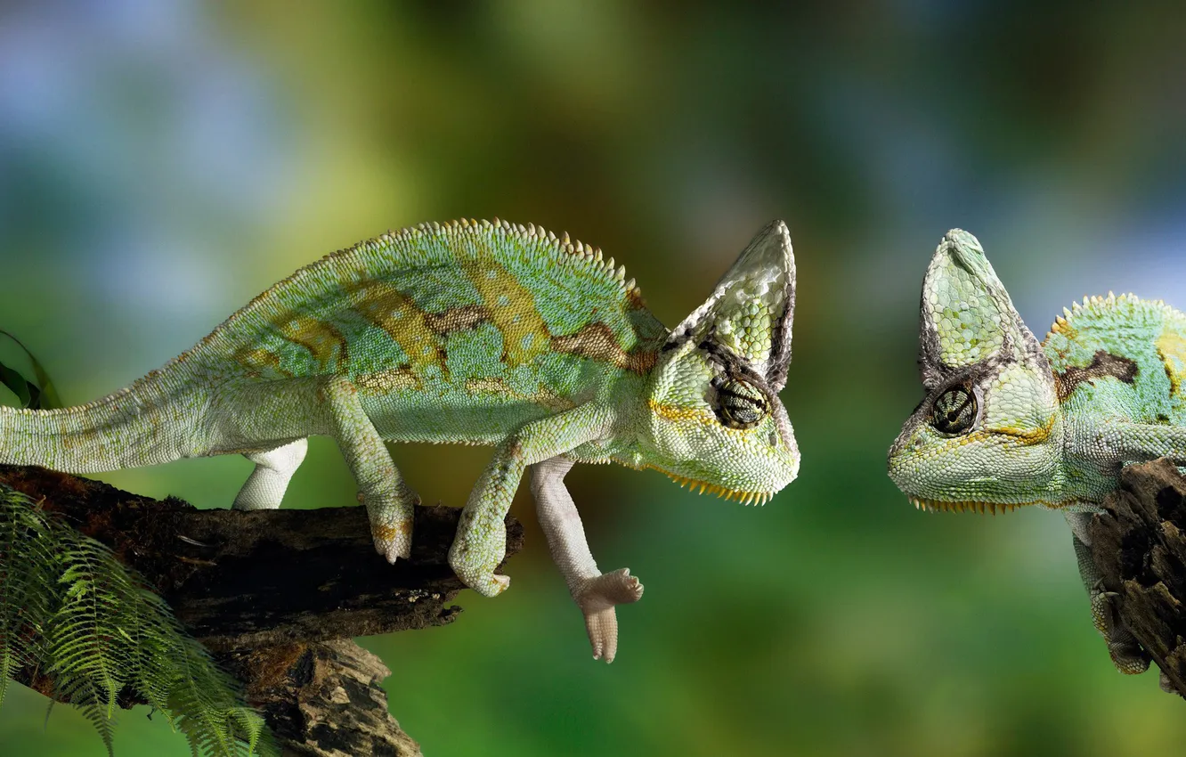 Фото обои хамелеон, зелёный, смотрит, chameleon