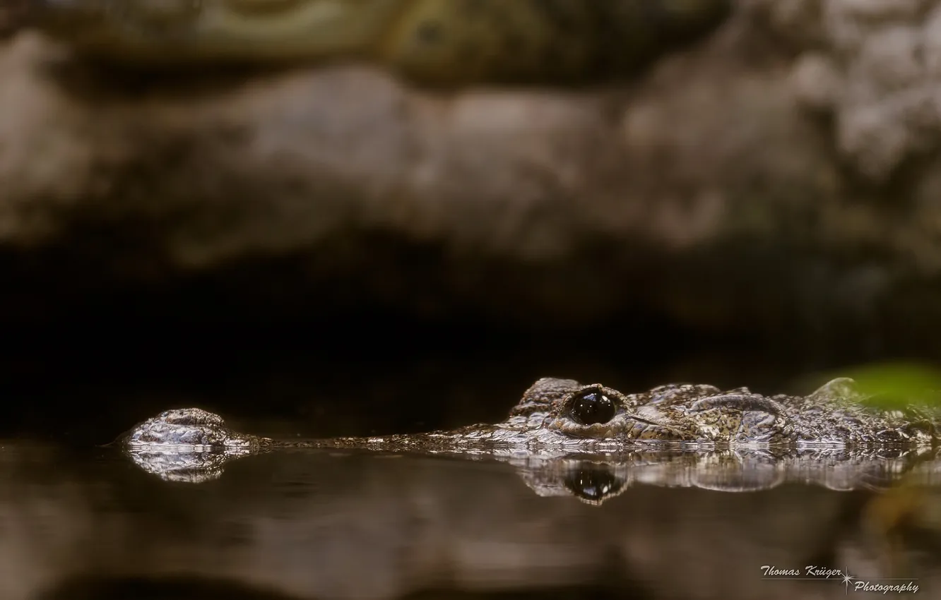 Фото обои челюсти, хищник, крокодил, водоём, рептилия