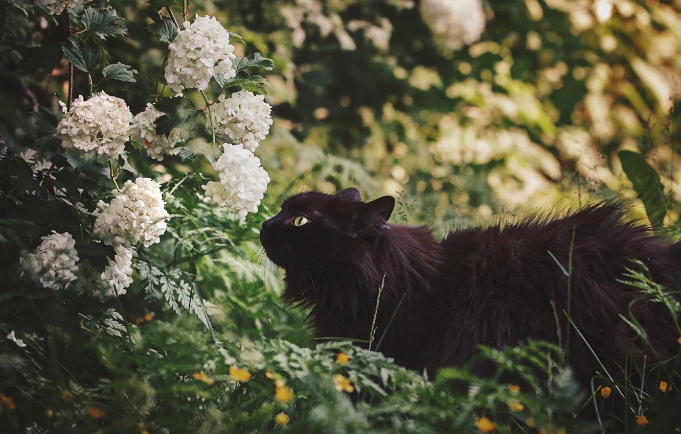 Фото обои цветы, природа, черная кошка, by Thunderi