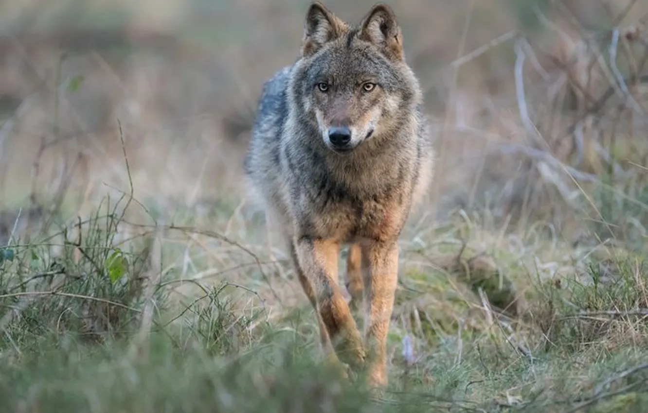 Фото обои Predator, nature, animal, wolf, wildlife, portrait, portrait., Canis lupus. face
