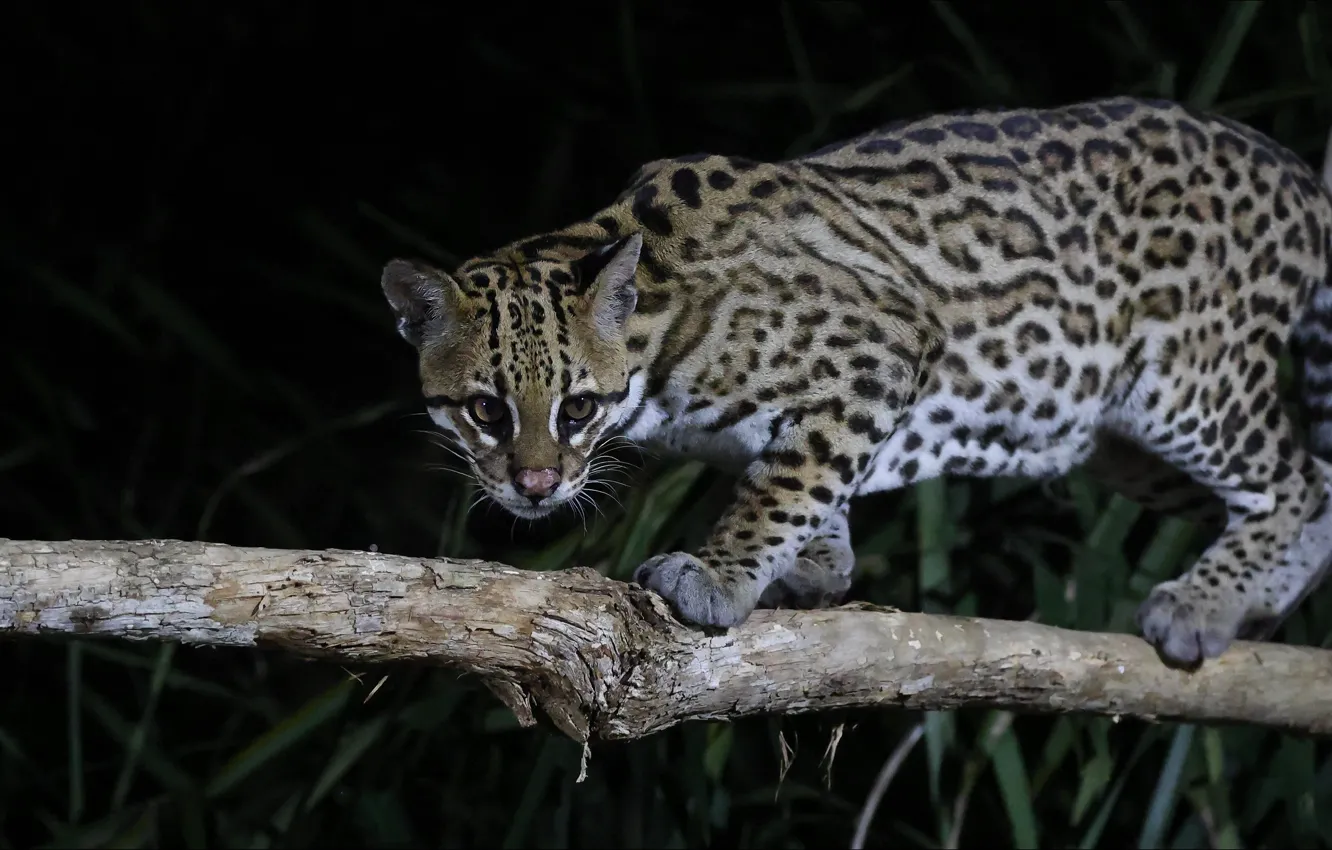 Фото обои кот, ночь, хищник, Predator, night, cat, оцелот, Ocelot