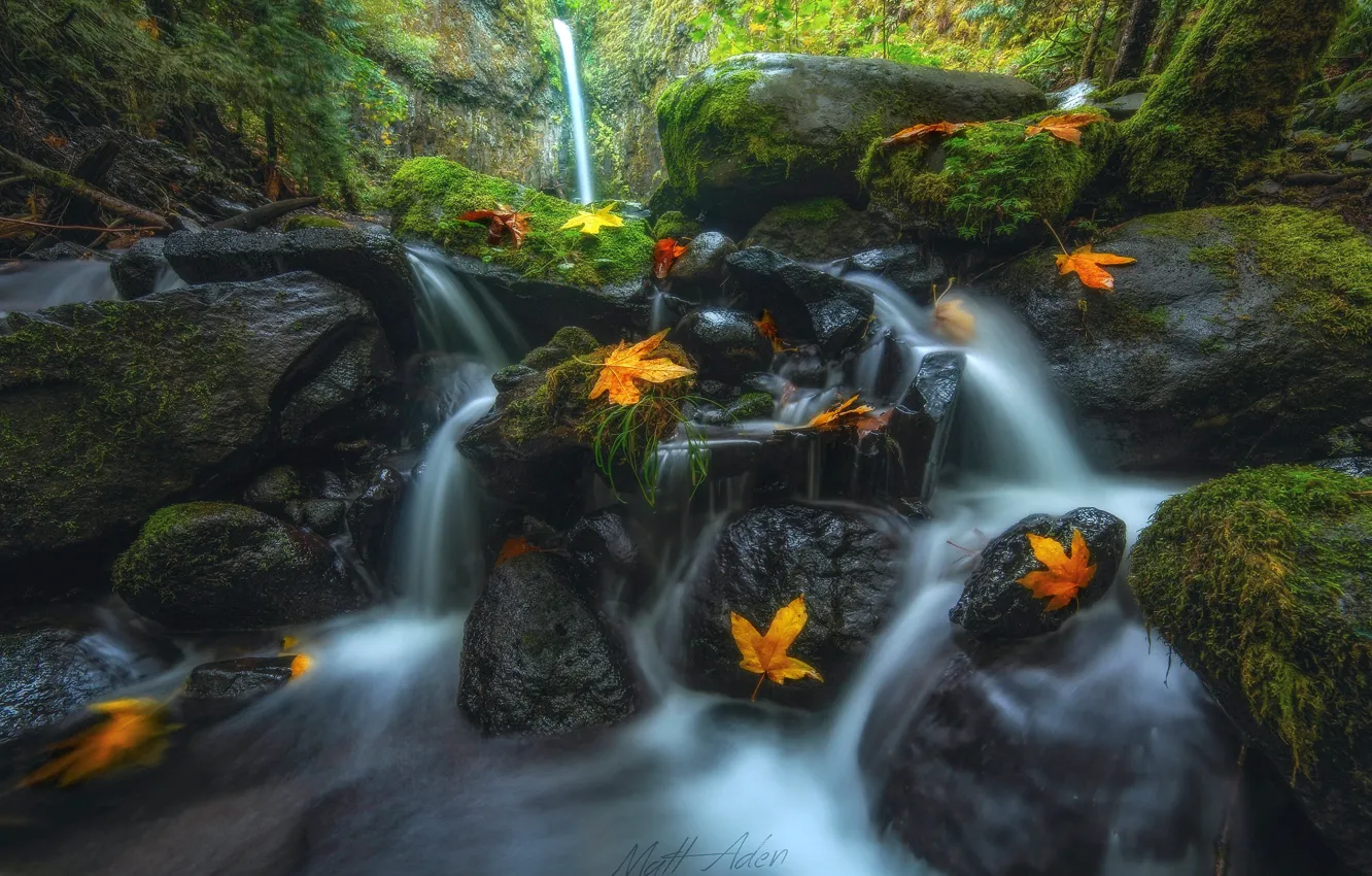 Фото обои осень, лес, природа, река, ручей, камни, листва, мох