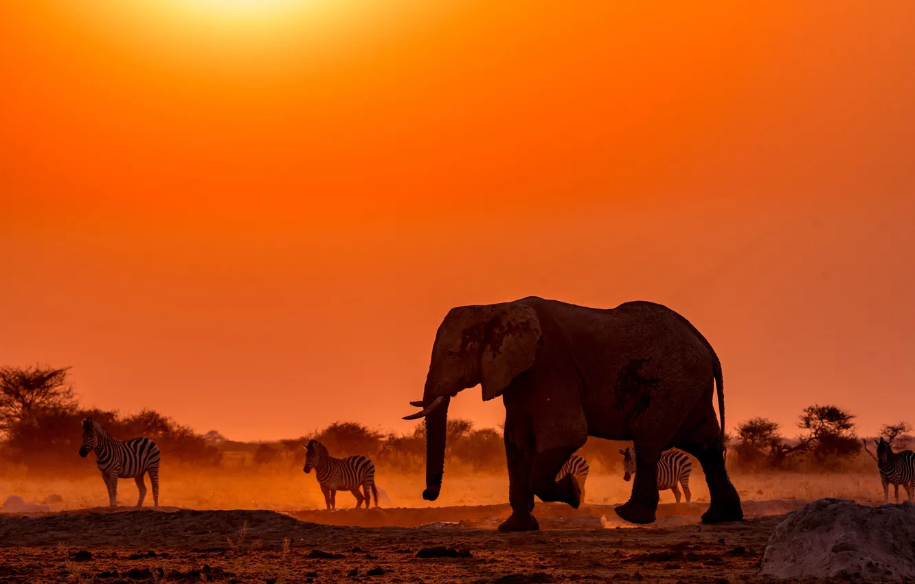 Фото обои закат, слон, Африка, зебры, Ботсвана