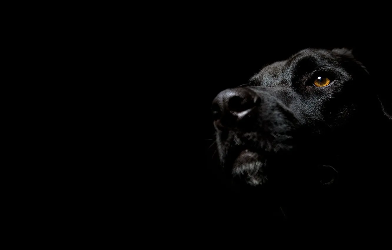 Фото обои собака, минимализм, черный фон, мордОЧКА