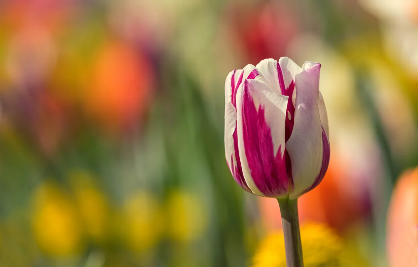 Фото обои цветок, фон, тюльпан, весна, бутон, боке, размытый, двухцветный