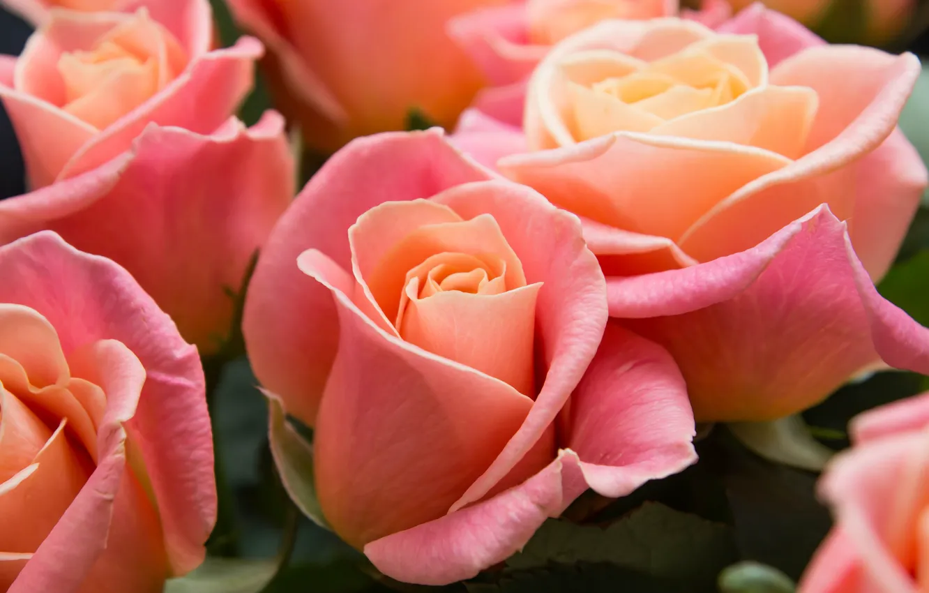 Фото обои макро, цветы, розы, букет, розовые, бутоны