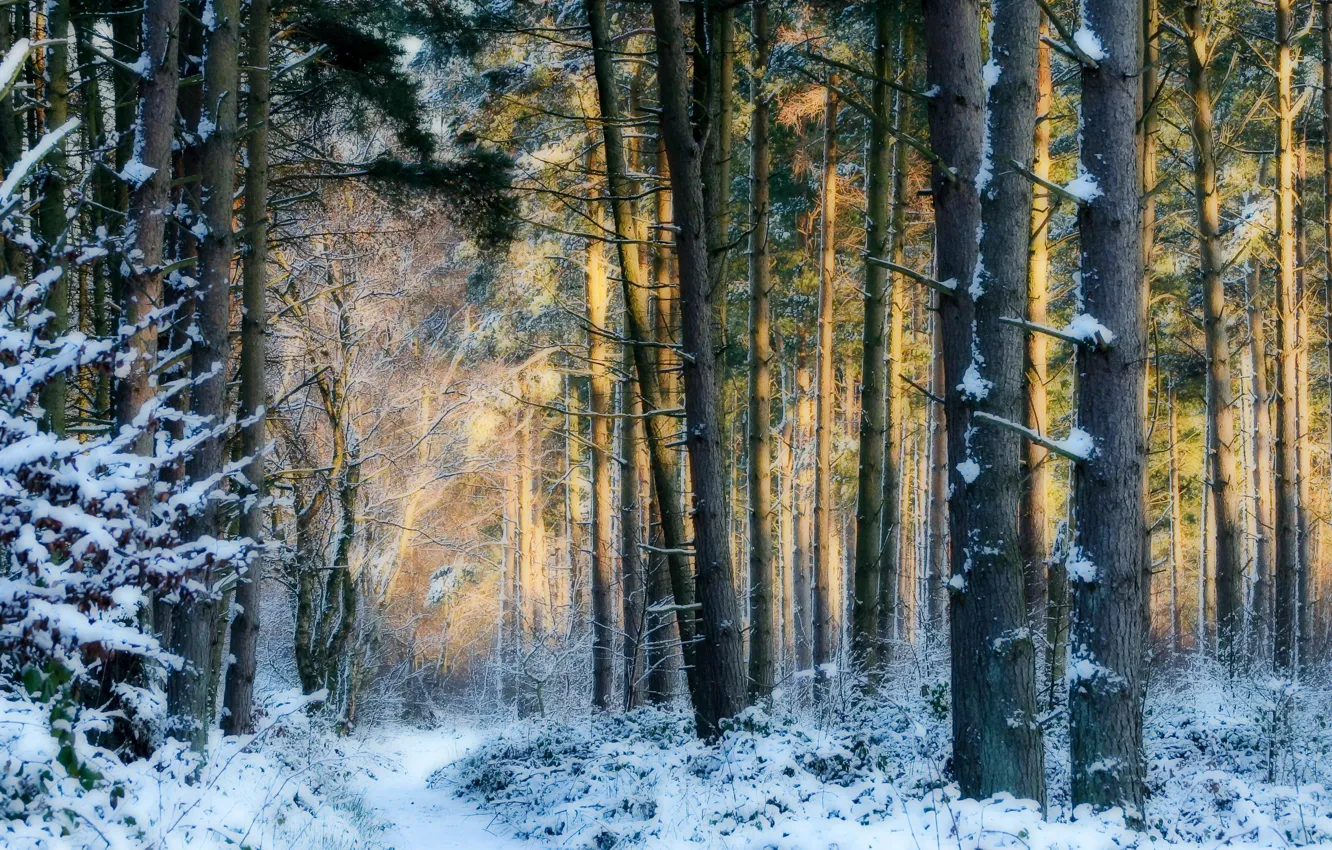 Фото обои зима, лес, снег