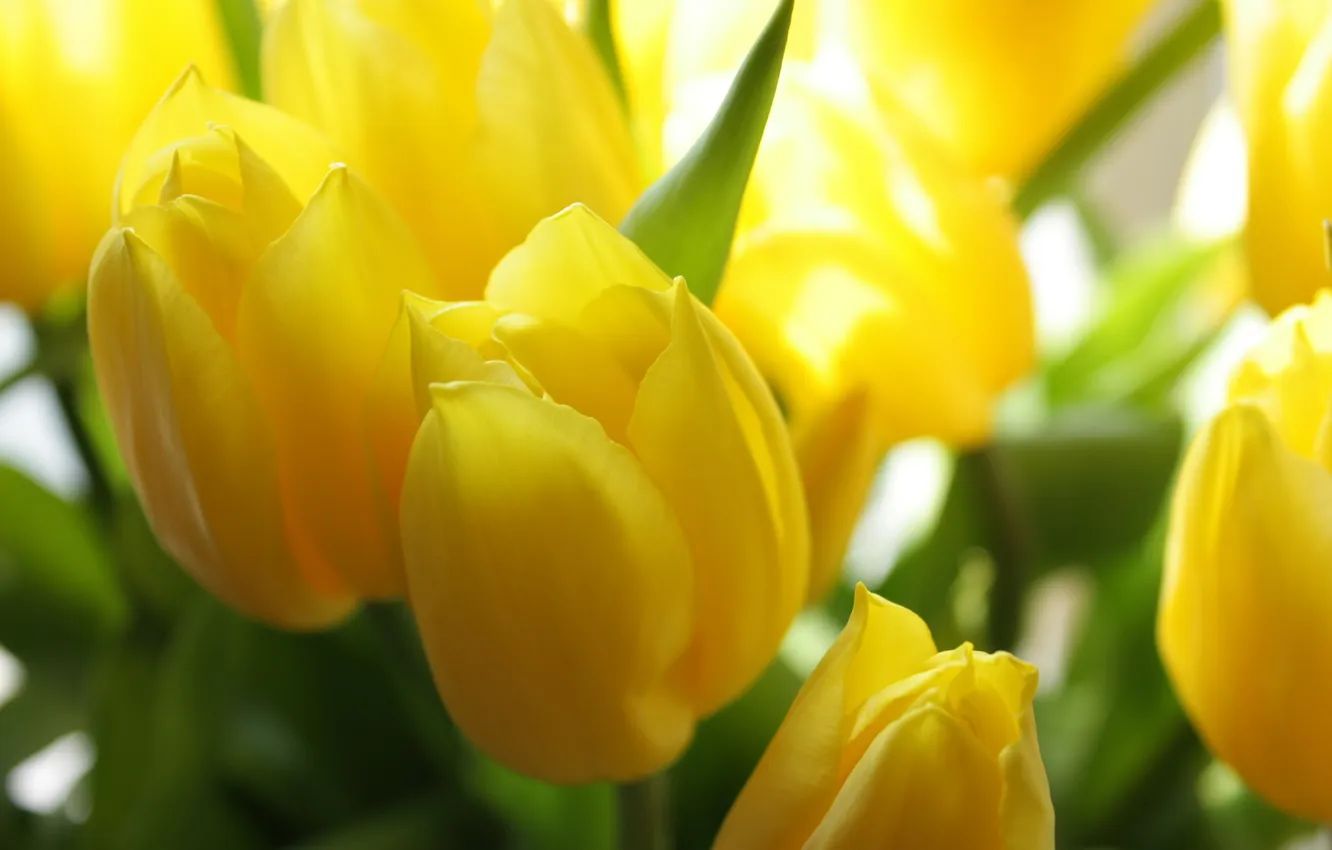 Фото обои макро, цветы, желтый, тюльпан