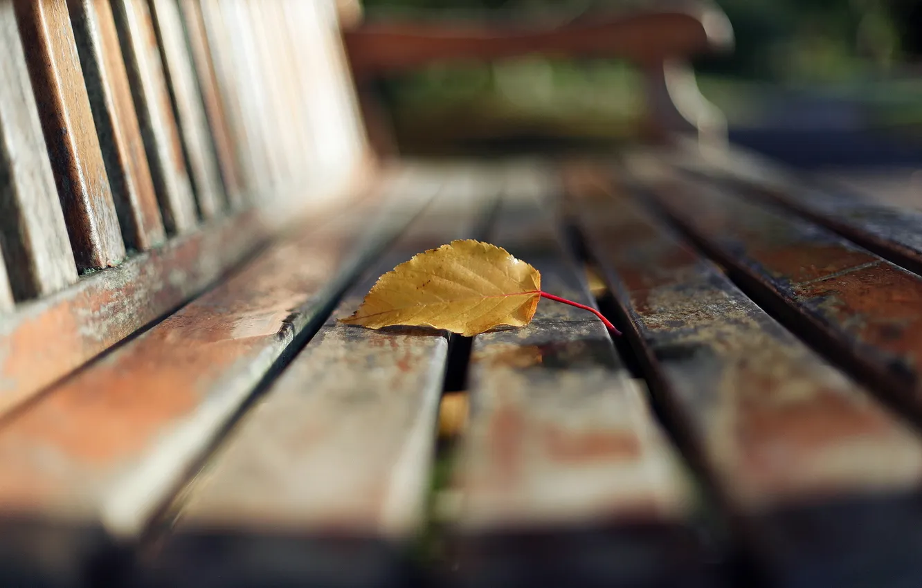 Фото обои листья, макро, скамья