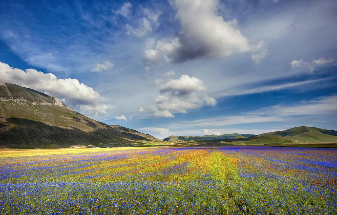 Фото обои поле, пейзаж, цветы, горы
