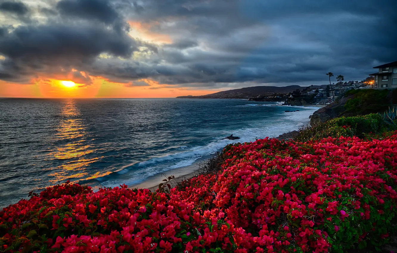 Фото обои пейзаж, закат, цветы, тучи, природа, океан, побережье, Калифорния