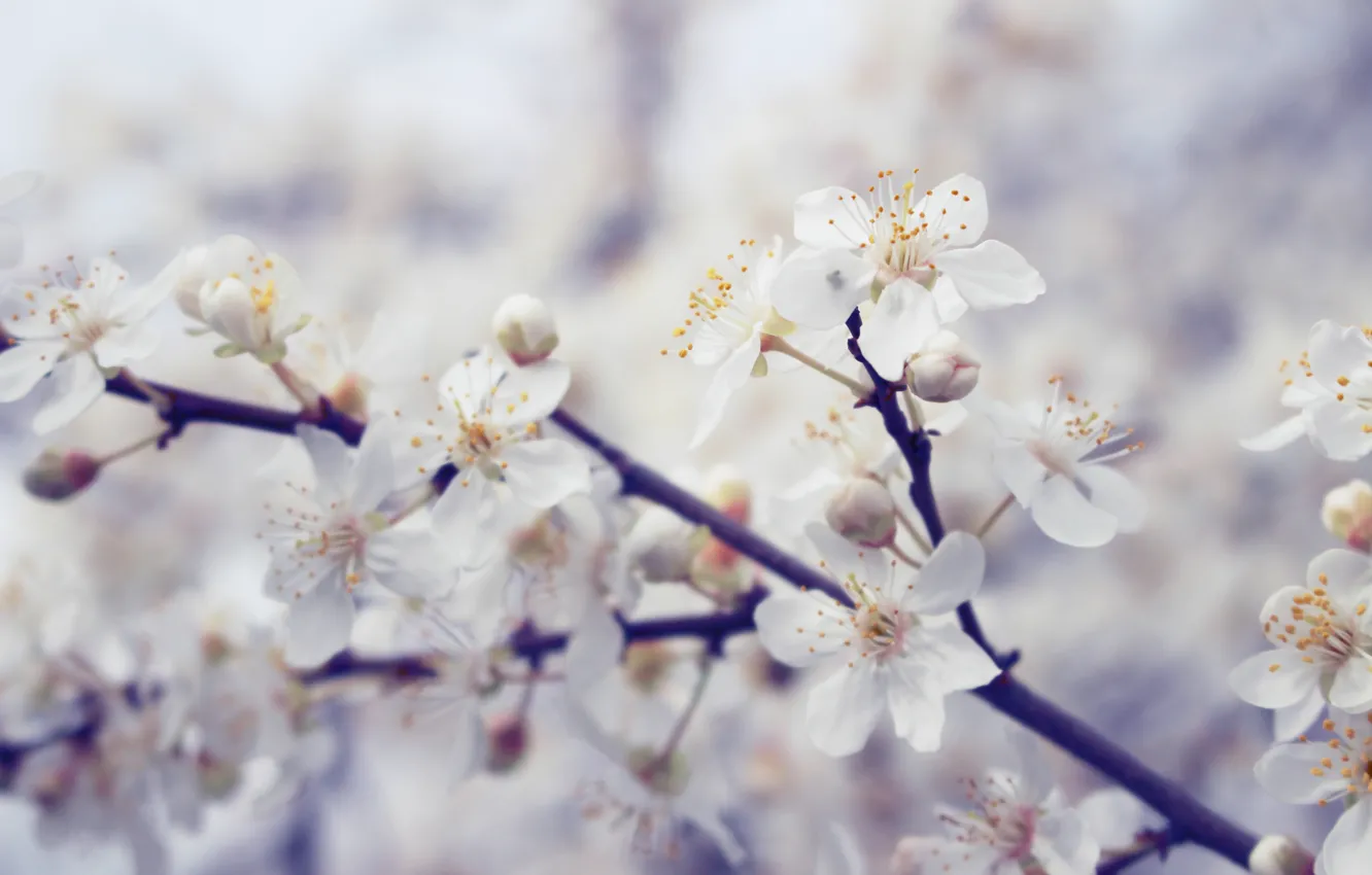 Фото обои макро, вишня, дерево, Цветы, весна, цветет, белые, цветущее дерево
