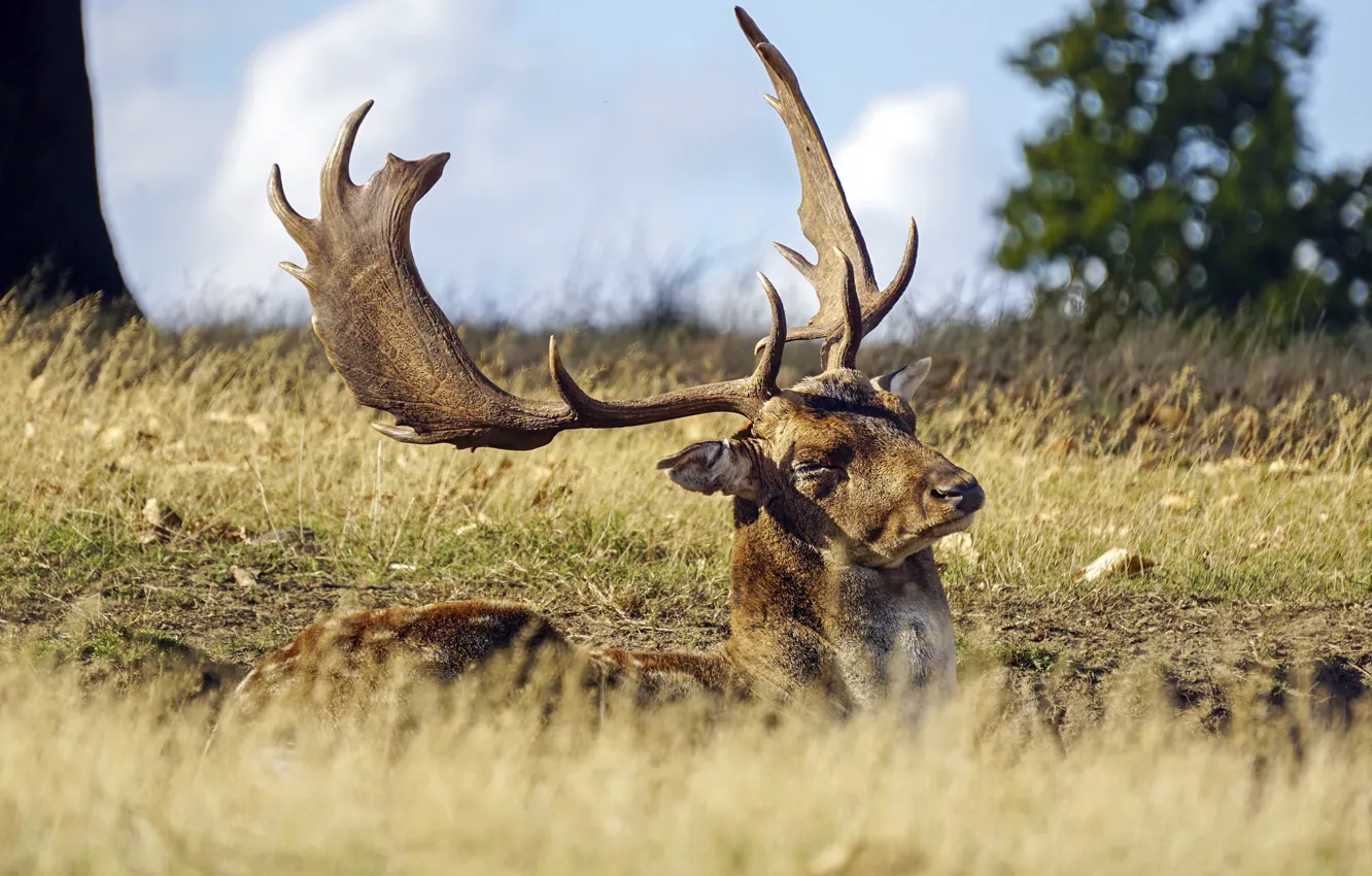 Фото обои deer, sunny, lazy