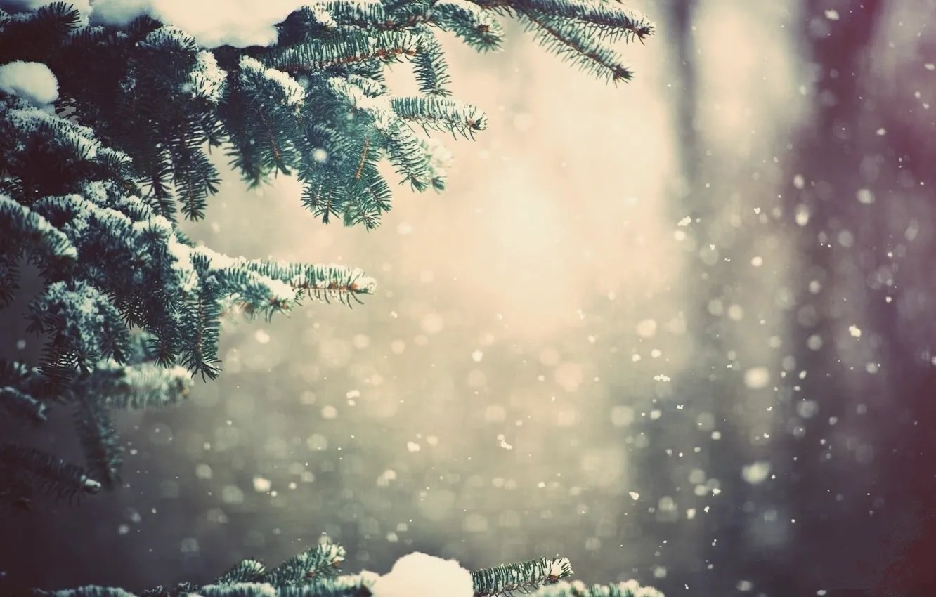 Фото обои снег, елка, ветка
