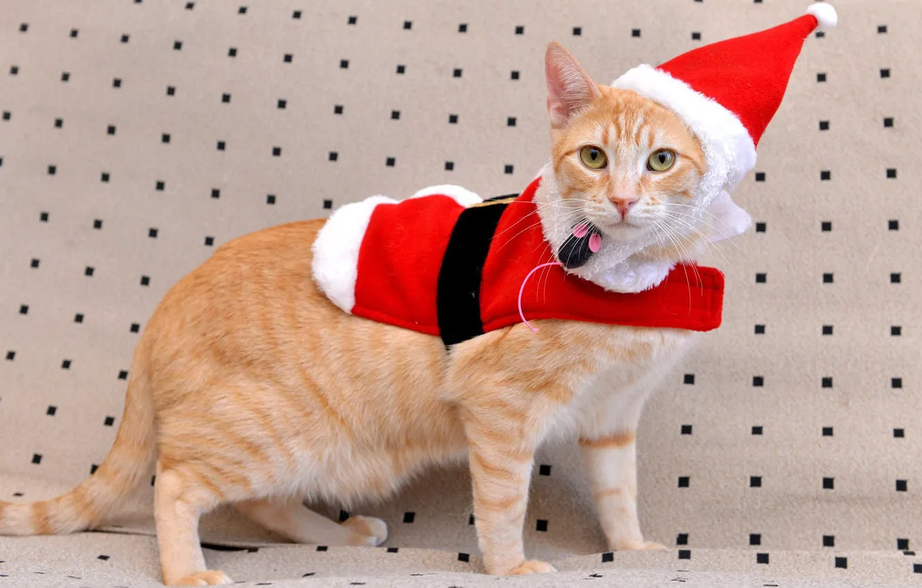 Фото обои кошка, кот, фон, праздник, новый год, рождество, рыжий, костюм