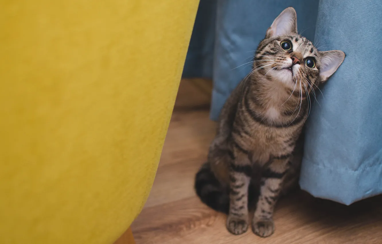 Фото обои кошка, кот, взгляд, синий, желтый, серый, фон, пол