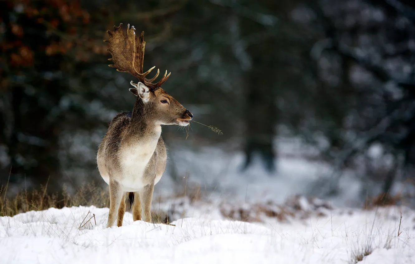 Фото обои зима, природа, олень, рога