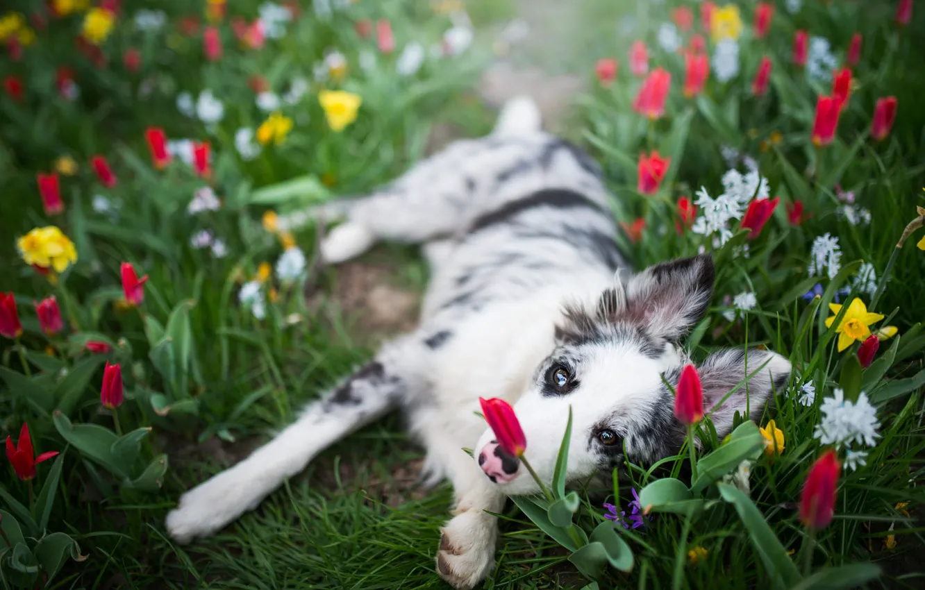 Фото обои белый, взгляд, морда, цветы, поза, поляна, собака, весна