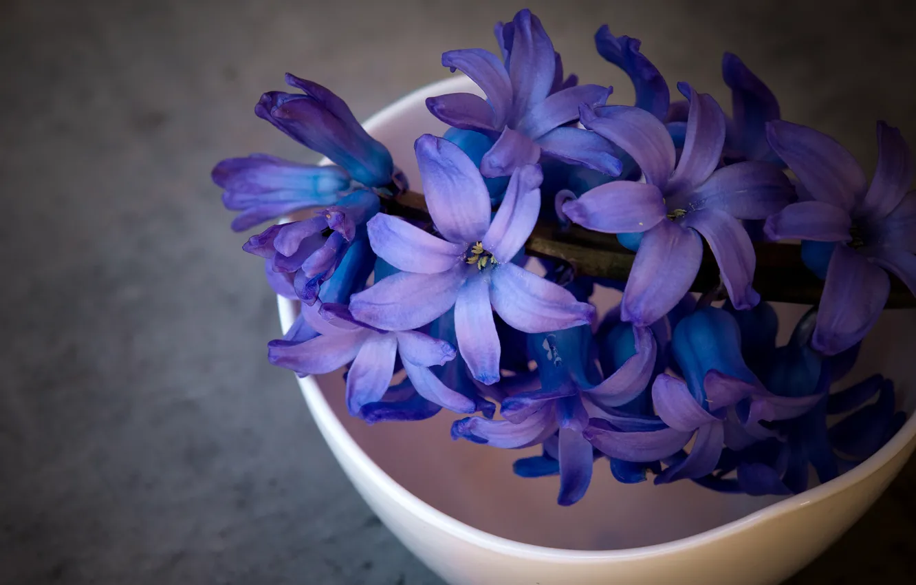 Фото обои макро, цветы, фон, темный, лепестки, чашка, натюрморт, синие