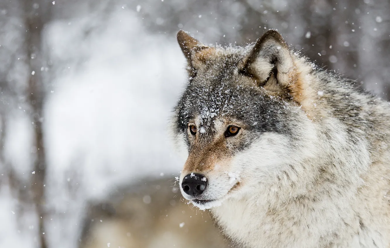 Фото обои зима, взгляд, морда, снег, природа, серый, волк, портрет