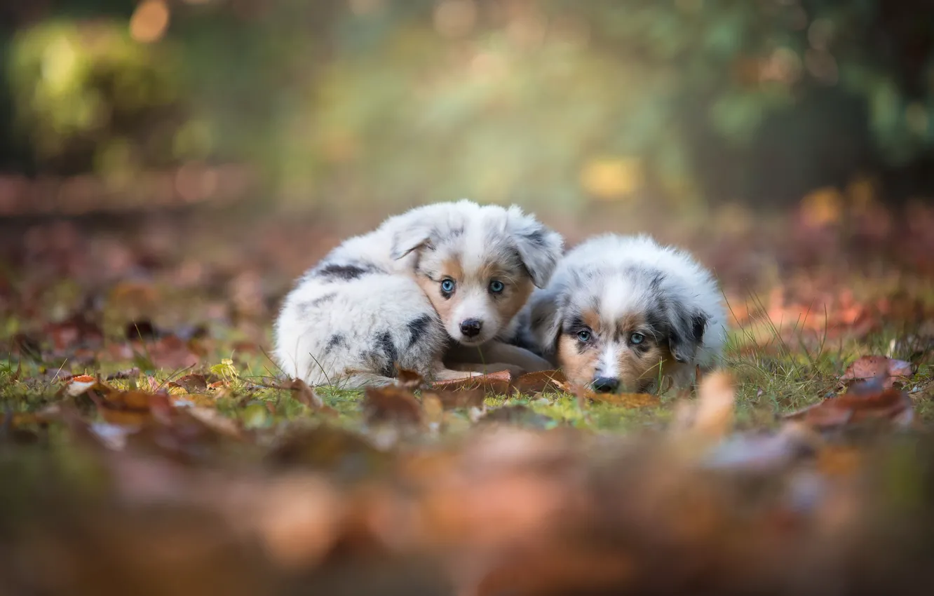Фото обои осень, взгляд, щенки, малыши, парочка, боке, Австралийская овчарка, Аусси