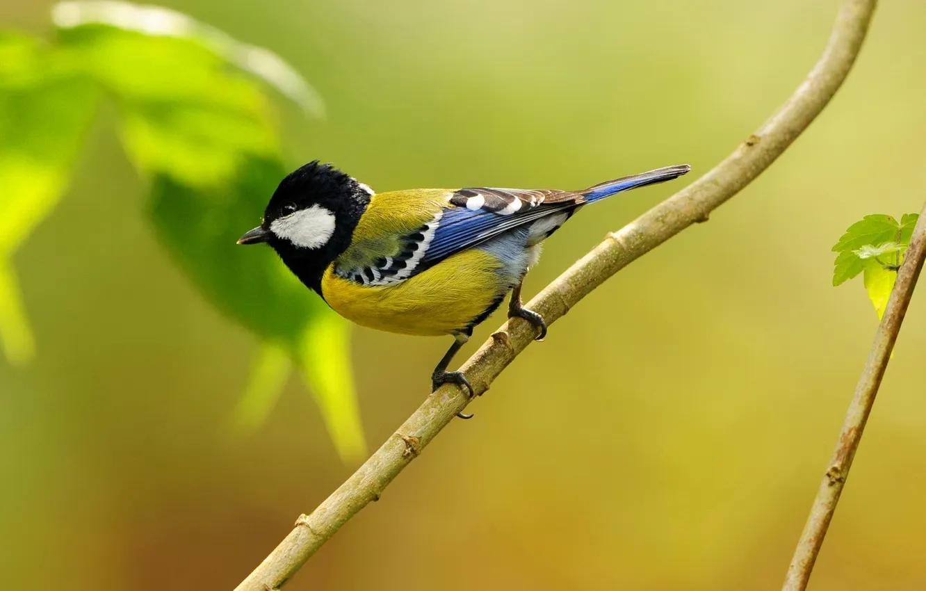 Фото обои природа, лист, птица, ветка, синица