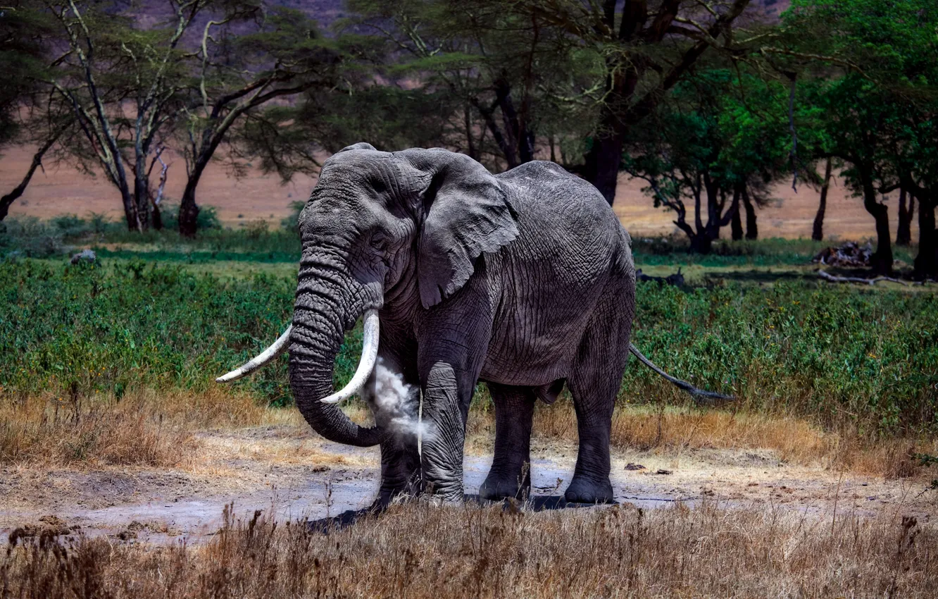 Фото обои слон, африканский, Кения