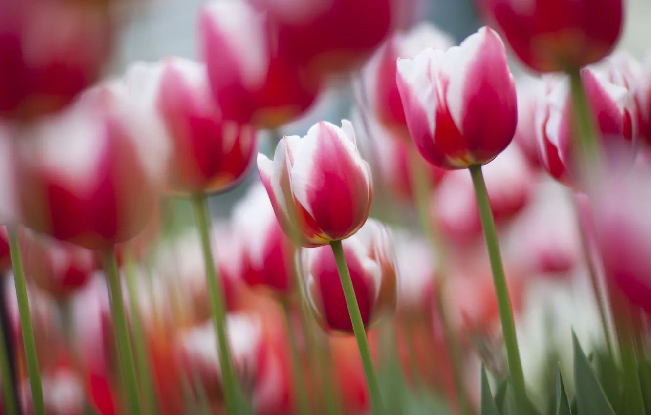 Фото обои фокус, весна, тюльпаны, цветение, бело-розовые