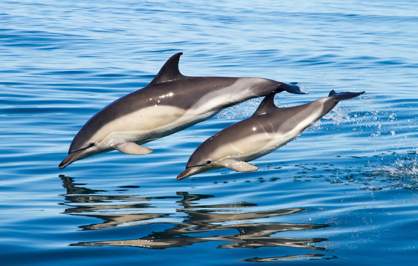 Фото обои море, вода, семья, пара, дельфины