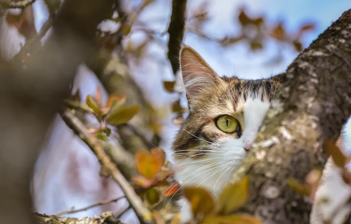 Фото обои глаза, кот, дерево