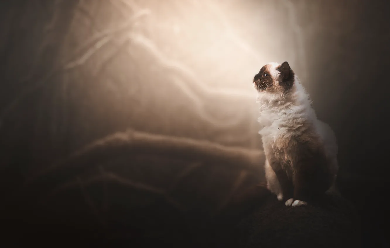 Фото обои лес, кошка, кот, деревья, ветки, природа, туман, сидит