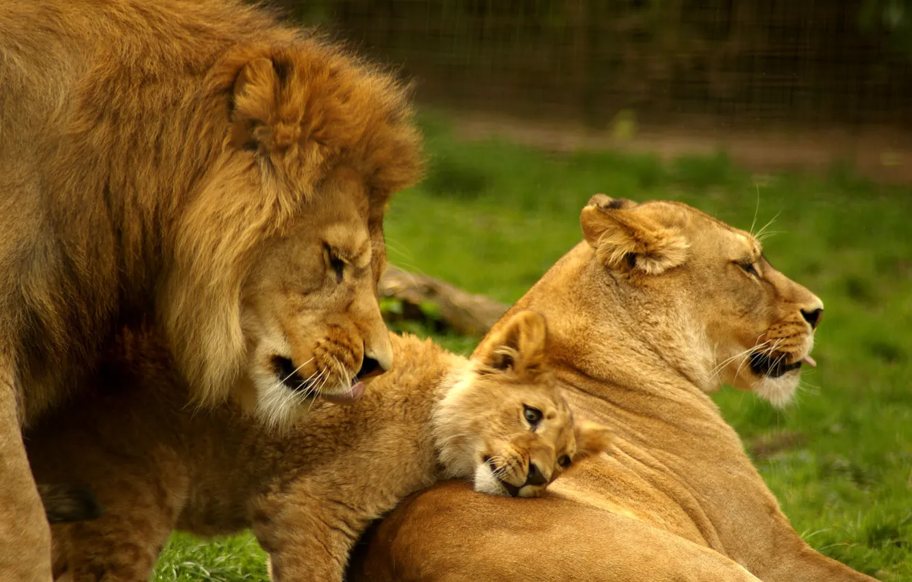 Фото обои nature, background, lions