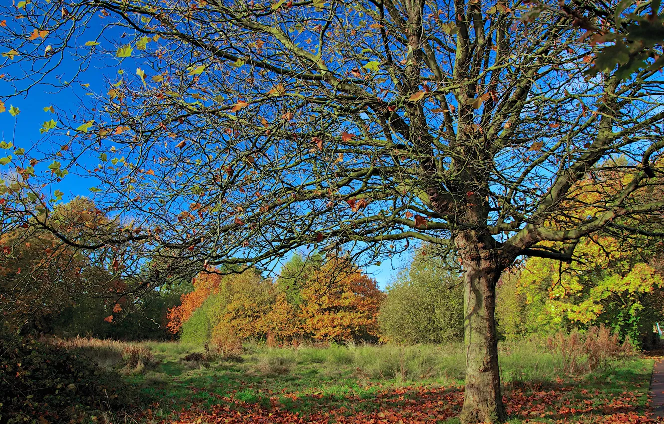 Фото обои осень, лес, небо, листья, деревья, парк