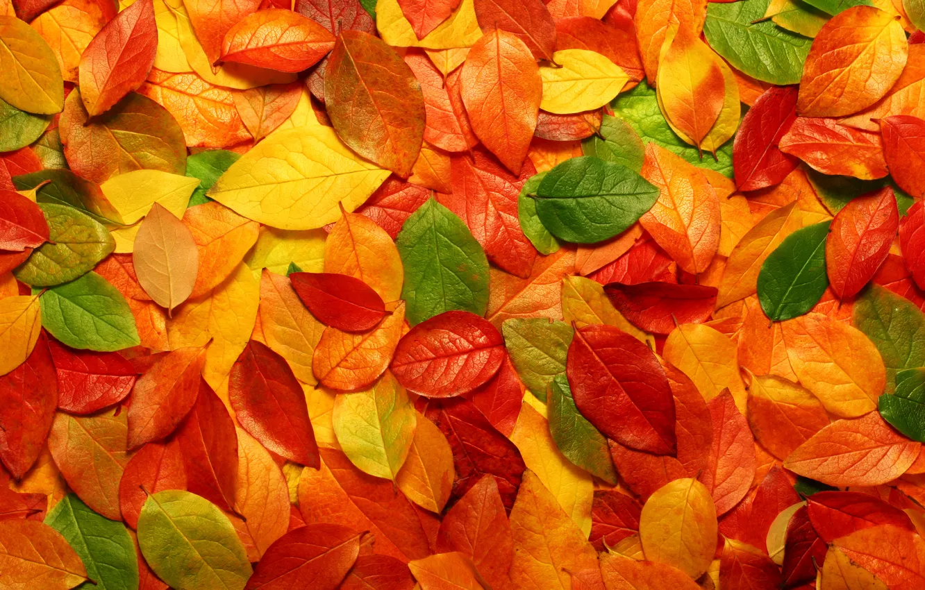 Фото обои листья, природа, фото с природой, макро осень