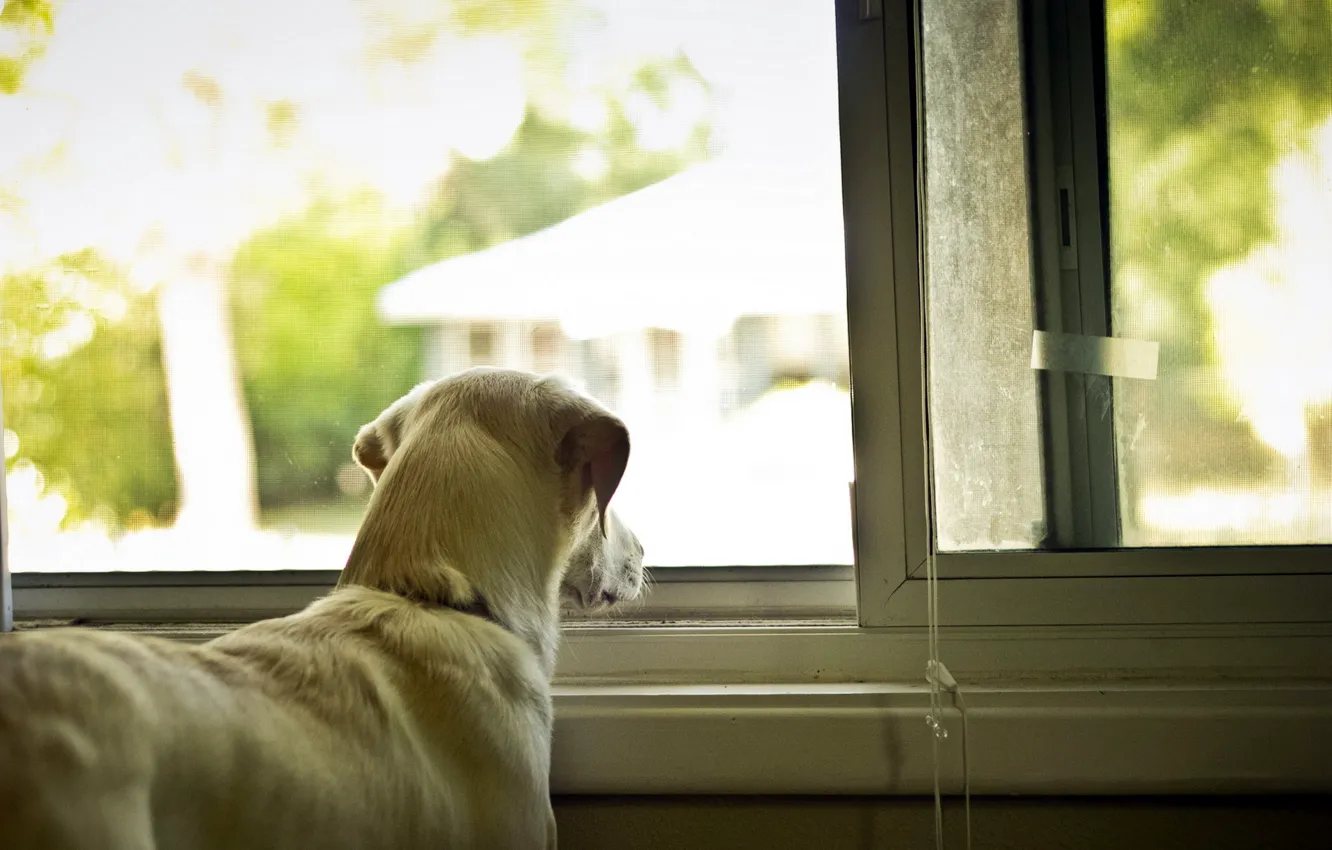 Фото обои дом, собака, окно