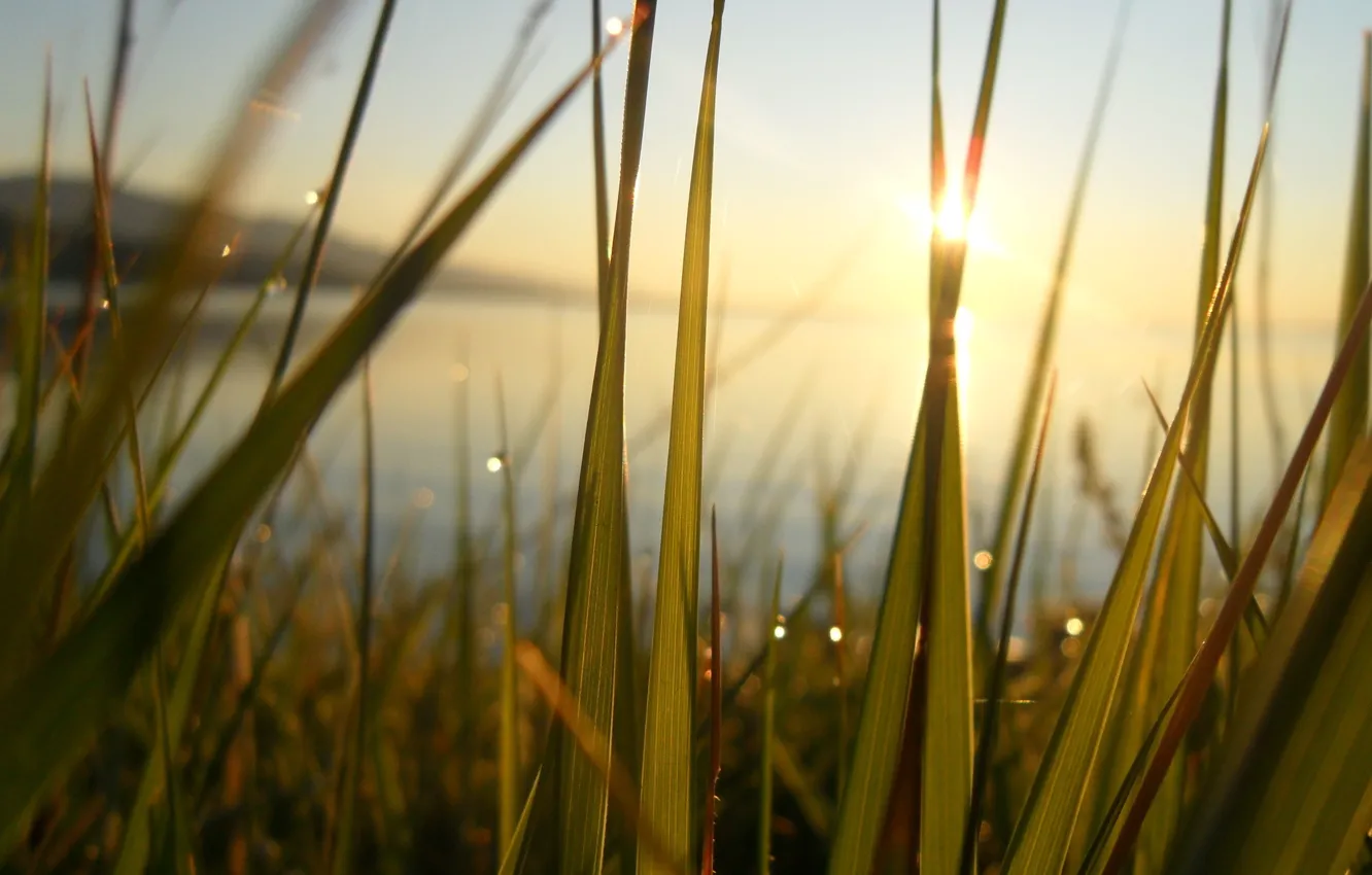 Фото обои трава, вода, солнце, озеро, пруд