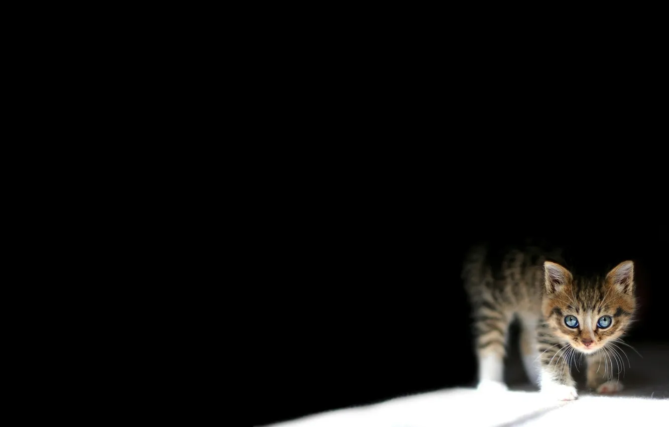 Фото обои усы, свет, темнота, котенок, глазки, тень, маленький, черный фон