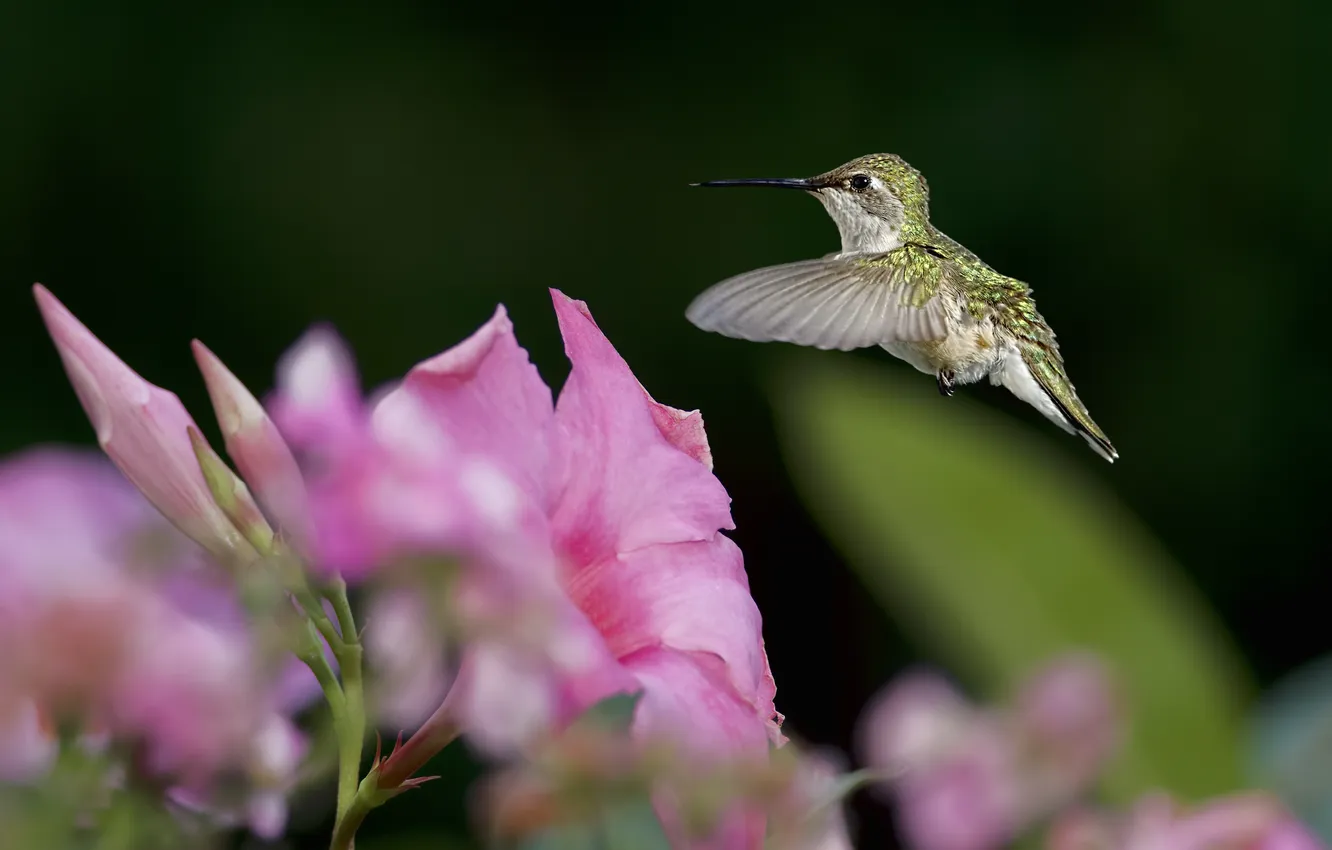 Фото обои зелень, цветок, птица, фокус, колибри