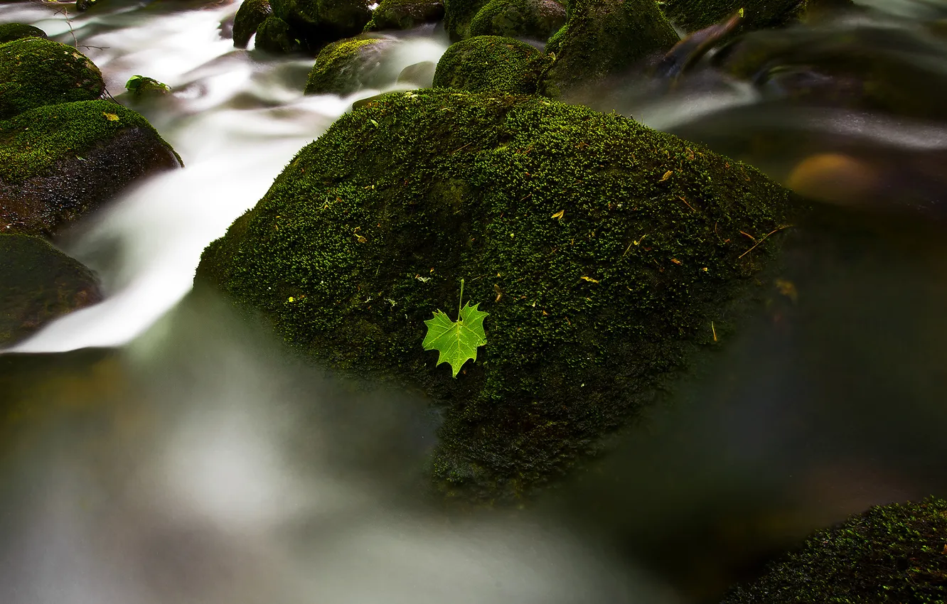 Фото обои вода, река, камни, листок, мох