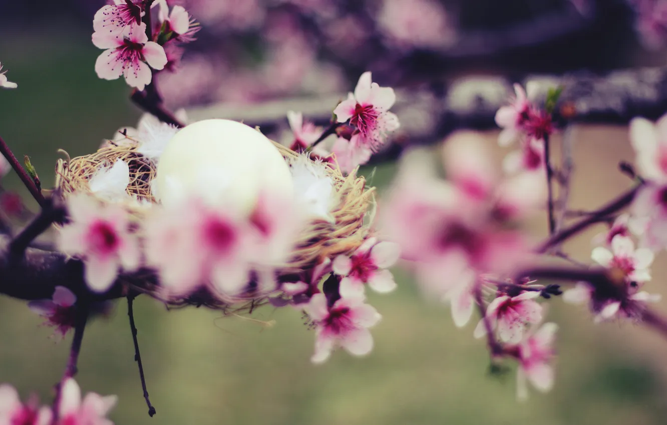 Фото обои макро, цветы, дерево, яйцо, ветка, весна, гнездо