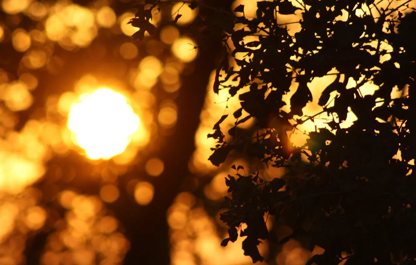 Фото обои листья, солнце, лучи, закат