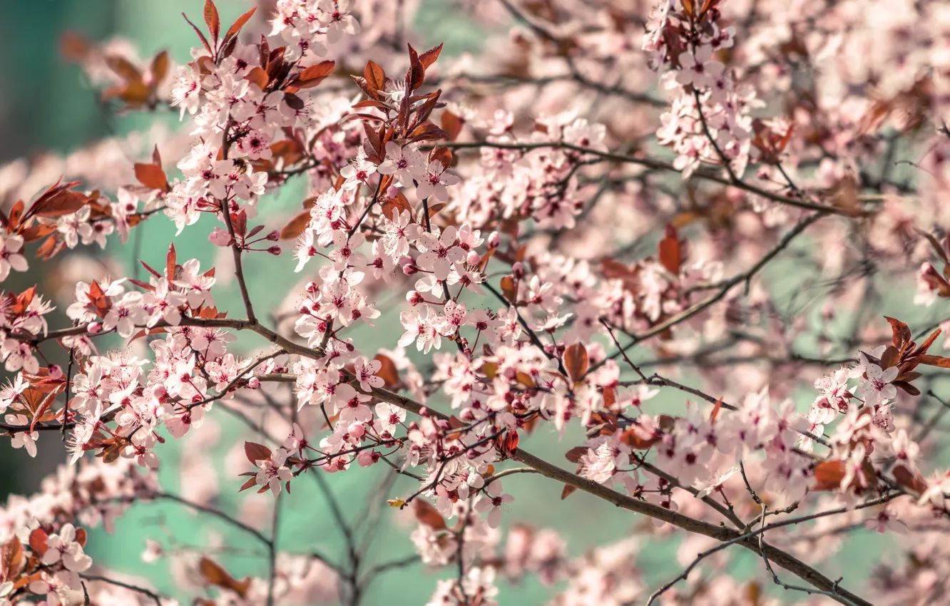 Фото обои Цвет, Весна, Растение, Ветка, Ветки, Растения, Flower, Flowers