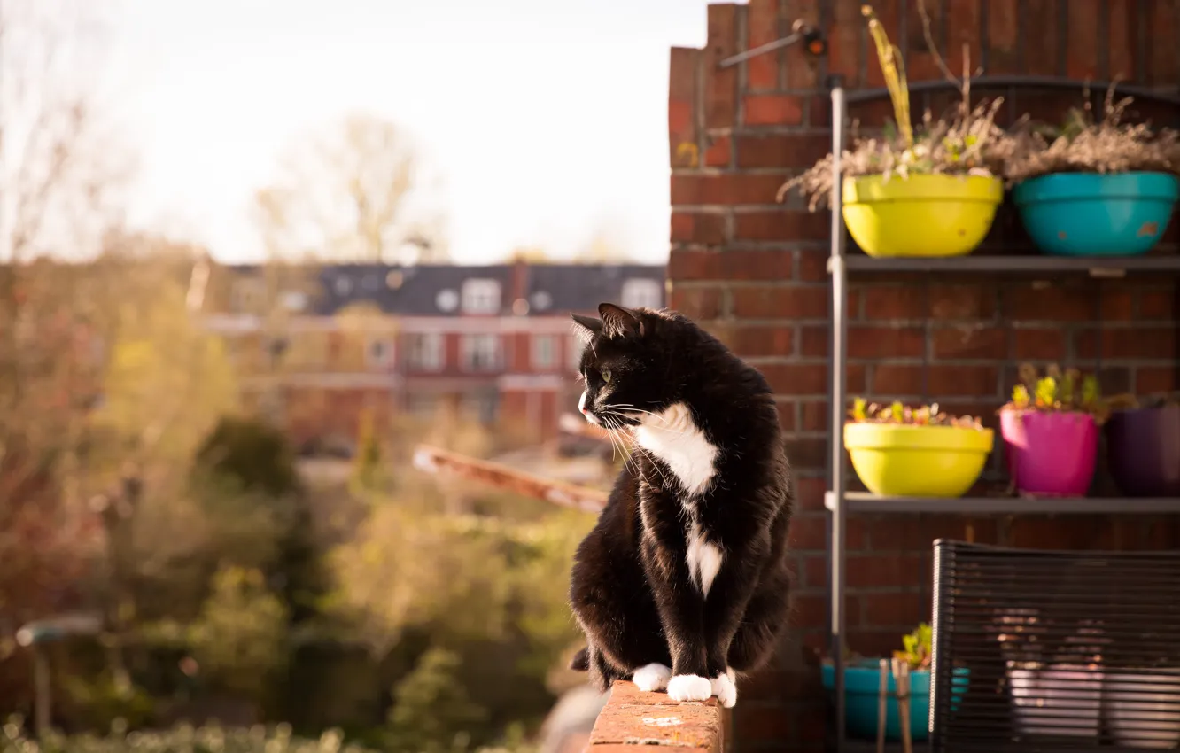 Фото обои кот, взгляд, балкон, сидит