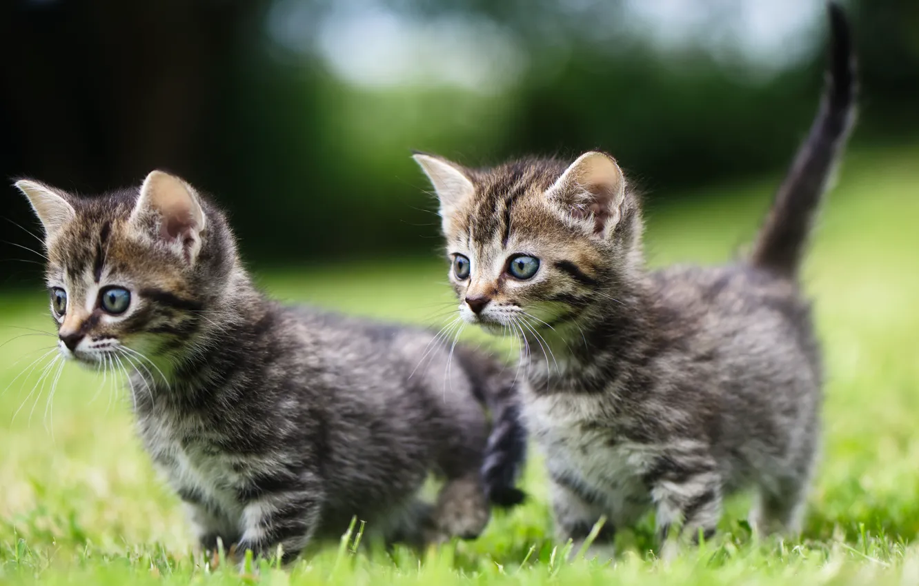 Фото обои котята, прогулка, малыши, парочка, двойняшки